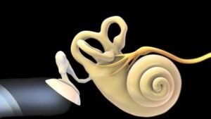 3D Human Ear Anatomy System 3D illustration